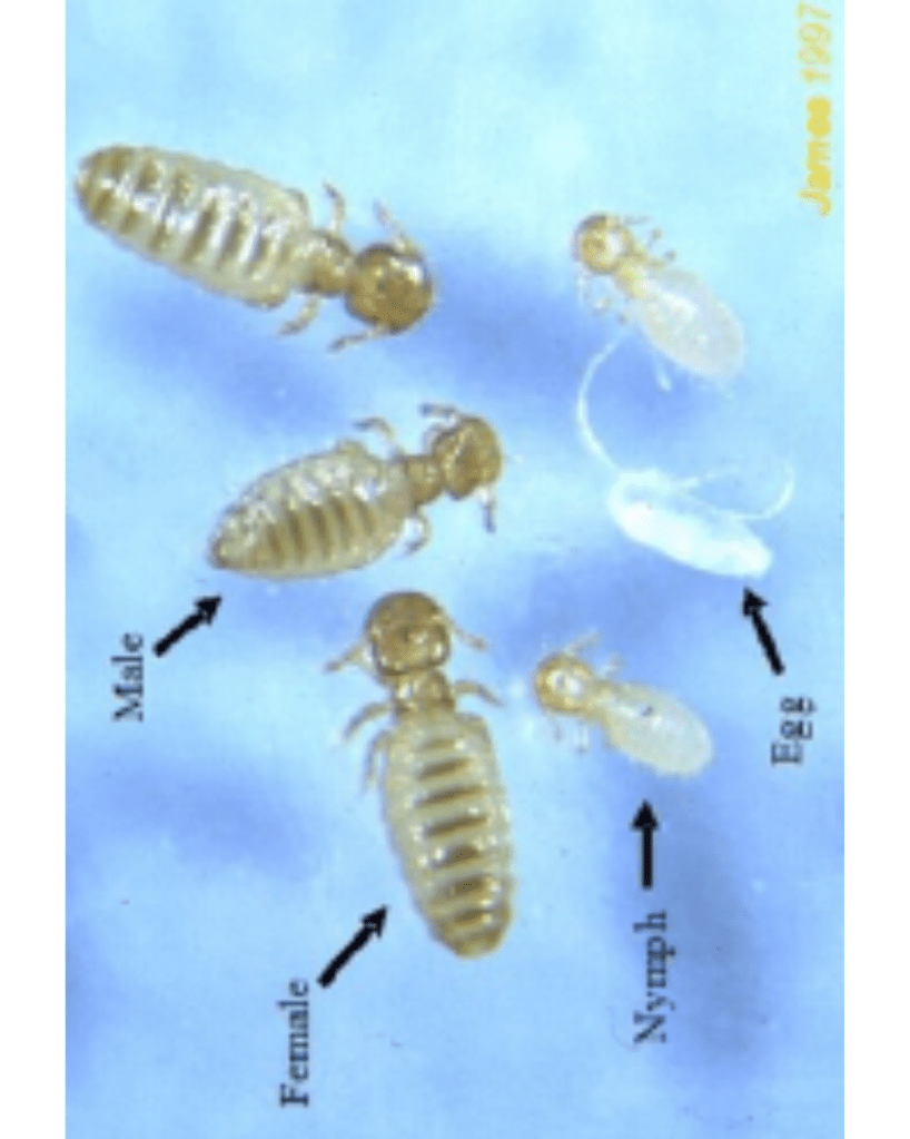 Flexolt First Ever Oral Lice Treatment For Sheep Coopers